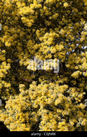 Un gros plan sur les mimosas (Acacia dealbata) dans fleur pleine (Aquitaine - France). Gros plan sur des mimosas soutien gorge en pleine Banque D'Images