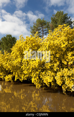 Une rangée d'arbres mimosa (Acacia dealbata) dans fleur pleine sur une rive du fleuve Boudigau (France) une rangée de mimosas en hiver. Banque D'Images