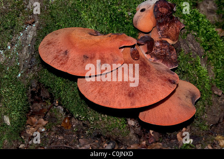 Émincé de champignon, champignon chêne rouillée (Fistulina hepatica). Organe de fructification sur un vieux tronc de chêne Banque D'Images