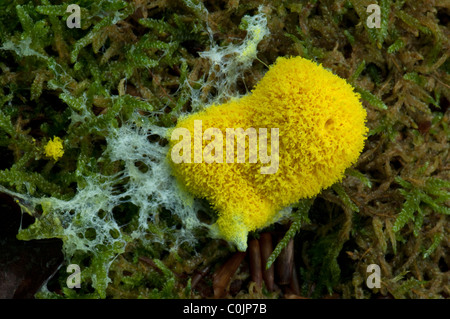 Vomi de chien (Fuligo septica myxomycètes). Banque D'Images