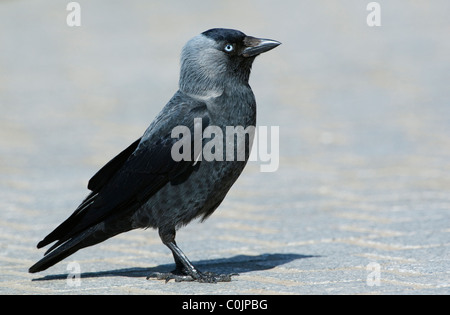 Choucas (Corvus monedula) Comité permanent sur le terrain. Banque D'Images