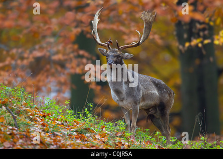 Le daim (Dama dama / Cervus dama) buck en forêt durant la saison du rut en automne, au Danemark Banque D'Images