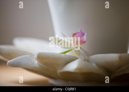 Une orchidée, fleur rose et blanc sur un plat Banque D'Images