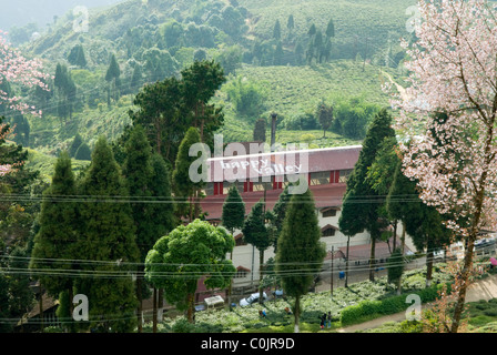 La vallée heureuse, plantation de thé Darjeeling, West Bengal, India. Banque D'Images