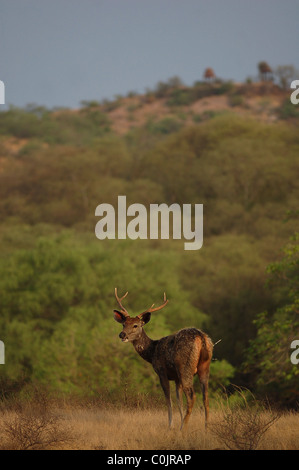 Stag cerf Sambar (Cervus unicolor) avec un porc-épic dans son derrière en face d'une colline dans la Réserve de tigres de Ranthambhore, Inde Banque D'Images
