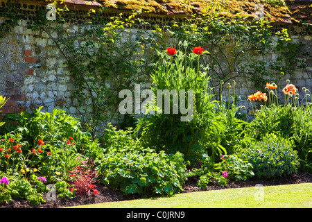 Une frontière de coquelicots fleurs rétro contre un mur dans un jardin de campagne anglaise en été Banque D'Images