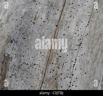 Woodworm Golf Polo des trous dans un morceau de vieux bois. Banque D'Images