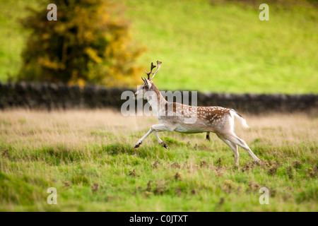 Deer Dama dama, Bradgate Park, parc public de Charnwood Forest, Newton Linford, Leicestershire, UK, Europe Banque D'Images