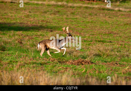 Deer Dama dama, Bradgate Park, parc public de Charnwood Forest, Newton Linford, Leicestershire, UK, Europe Banque D'Images