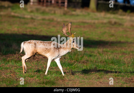 Deer Dama dama, Bradgate Park, parc public de Charnwood Forest, Newton Linford, Leicestershire, UK, Europe Banque D'Images