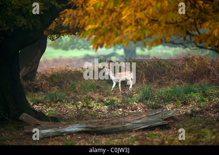 Deer Dama dama, Bradgate Park, parc public de Charnwood Forest, Newton Linford, Leicestershire, UK, Europe Banque D'Images