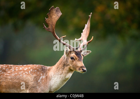 Deer Dama dama, Bradgate Park, parc public de Charnwood Forest, Newton Linford, Leicestershire, UK, Europe Banque D'Images