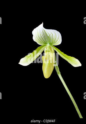 Hybride Lady Slipper orchid Banque D'Images