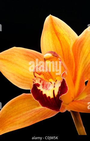 Orchidée Cymbidium, Mighty Sunset 'Tangerine' Banque D'Images