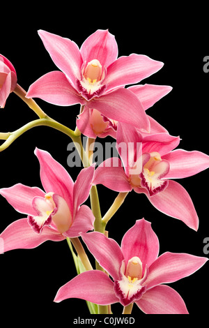 Cymbidium orchidée hybride sur fond noir Banque D'Images