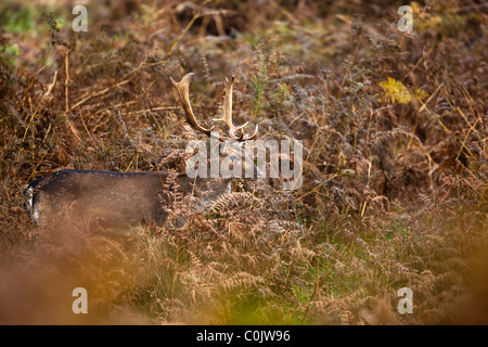 Bradgate Park, parc public de Charnwood Forest, Newton Linford, Leicestershire, UK, Europe Banque D'Images