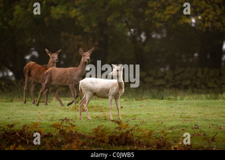 Bradgate Park, parc public de Charnwood Forest, Newton Linford, Leicestershire, UK, Europe Banque D'Images