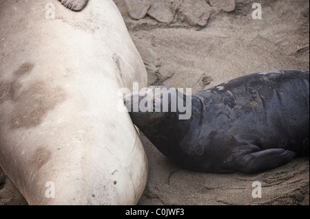 Éléphant de mer du Nord (Mirounga angustirostris) infirmières de la mère sur la plage, San Simeon, Piedras Blancas, Californie Banque D'Images