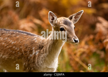 Bradgate Park, parc public de Charnwood Forest, Newton Linford, Leicestershire, UK, Europe Banque D'Images