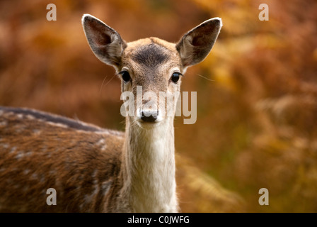 Bradgate Park, parc public de Charnwood Forest, Newton Linford, Leicestershire, UK, Europe Banque D'Images