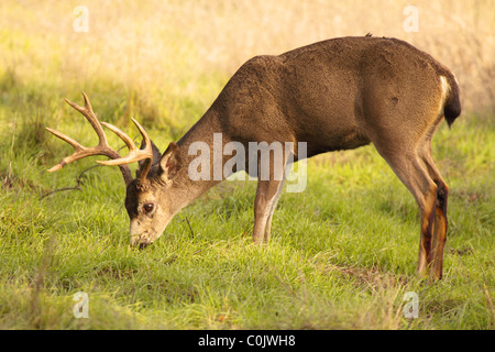 Un Black-tailed Deer buck nourrir en Californie. Banque D'Images