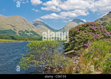 Au début de l'été vue sur collines de Glen Coe Glen Etive en Écosse avec les rhododendrons en fleurs au Lochan Urr Banque D'Images