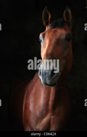 Cheval Trakehner Bay isolé sur fond noir (faible) Banque D'Images