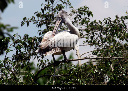 Spot-billed pelican se percher sur une branche,,Cambodge Tonle Sap Banque D'Images