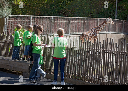 L'école de catégorie trois enfants et deux superviseurs ; sortie scolaire à la recherche à la girafe réticulée au Zoo de Memphis, Tennessee USA Banque D'Images
