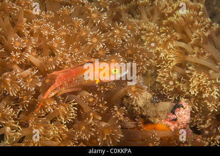 Twospot Napoléon (Oxycheilinus bimaculatus), le Détroit de Lembeh, au nord de Sulawesi, Indonésie Banque D'Images