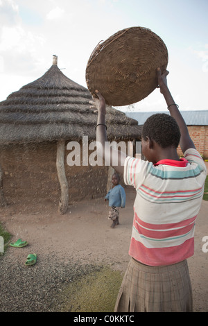 Une femme Karamojong niébé sépare de l'ivraie dans le NE de l'Ouganda, l'Afrique de l'Est. Banque D'Images