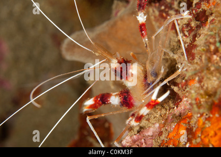 Coral Banded Shrimp (Stenopus hispidus) sur un récif de coraux tropicaux dans le Détroit de Lembeh, au nord de Sulawesi en Indonésie. Banque D'Images