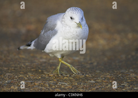 Goéland cendré Larus canus marche à Lepe, Hampshire en octobre. Banque D'Images