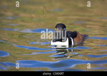 Harle couronné Lophodytes cucullatus Baignade au Lac Radipole, Weymouth, Dorset en octobre. Banque D'Images