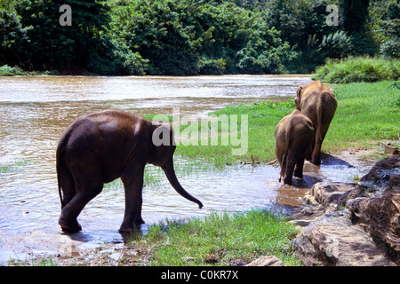 Les jeunes éléphants dans la rivière près de l'Orphelinat Pinnawala Elephant dans Kegalle, Sri Lanka. Banque D'Images