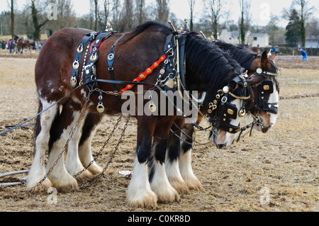 Deux chevaux Clydesdale décorées en attente de tirer une charrue tirée par des chevaux Banque D'Images