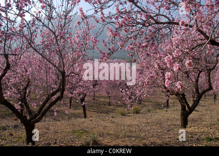 Verger d'amandiers en fleurs, avec [Prunus dulcis], près d'Alcalali, vallée de Jalón, Province d'Alicante, Communauté autonome de Valence, Espagne Banque D'Images