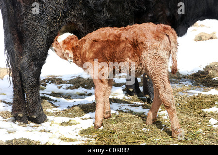 Jour nouveau-né de mère alimentation veau vache. Né d'hiver dans la neige. Banque D'Images