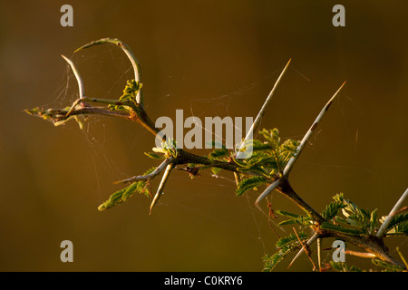 Épines d’Acacia Banque D'Images