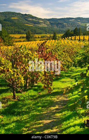 Vignoble près de Calistoga, Napa Valley, Californie, USA Banque D'Images