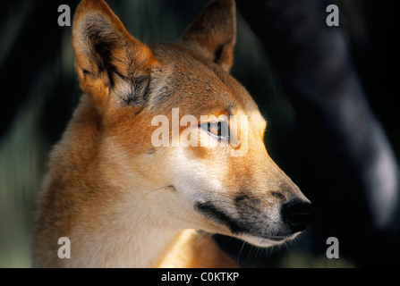 Dingo Fraser Island Queensland Australie Banque D'Images