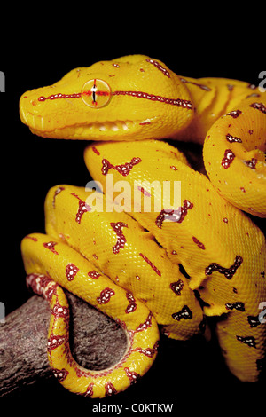 Green Tree python North Queensland Australie Banque D'Images