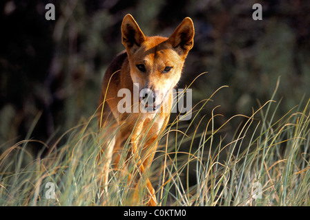 Dingo Fraser Island Queensland Australie Banque D'Images