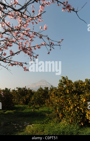 Vue de Montgo avec orange orchard et Almond tree blossom, Javea / Xabia, Province d'Alicante, Communauté Valencienne, Espagne Banque D'Images