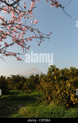 Vue de la montagne Montgo avec verger orange et fleur d'amandier, Javea / Xabia, Province d'Alicante, Communauté Valencienne, Espagne Banque D'Images