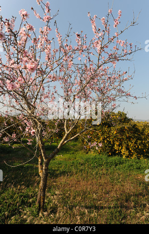 Amandier en fleurs, avec verger, derrière orange, Javea / Xabia, Province d'Alicante, Communauté Valencienne, Espagne Banque D'Images