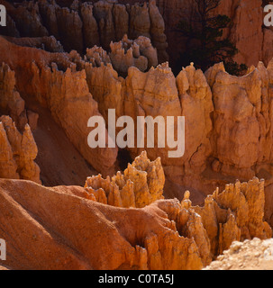 Bryce Canyon dans l'éclat des couleurs chaude lumière de l'aube Banque D'Images