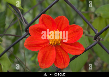 Photo d'une fleur rouge sauvage dahlia (Dahlia coccinea) par une clôture Banque D'Images