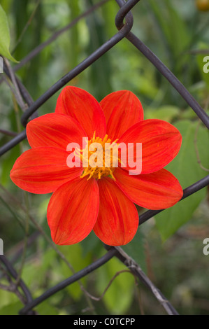 Photo d'une fleur rouge sauvage dahlia (Dahlia coccinea) par une clôture Banque D'Images