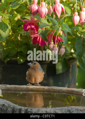 Chaffinch (Fringilla coelebs). homme dans jardin à Gucci pour un verre sous fleurs d'un fuchsia . Sussex, UK. juillet. Banque D'Images